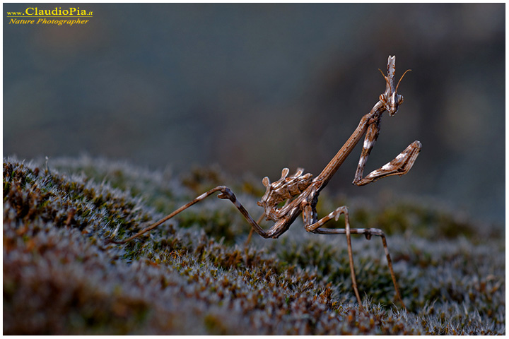 mantide empusa pennata, val d'aveto